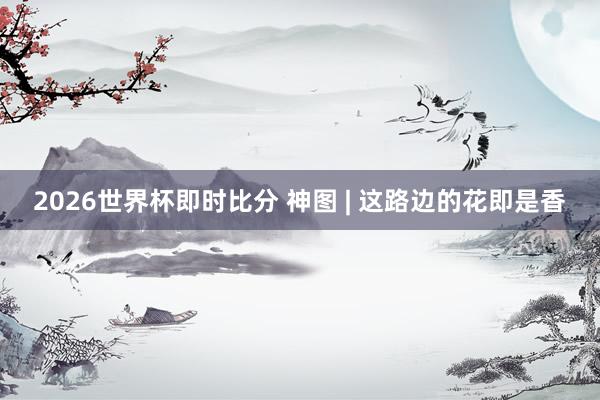 2026世界杯即时比分 神图 | 这路边的花即是香
